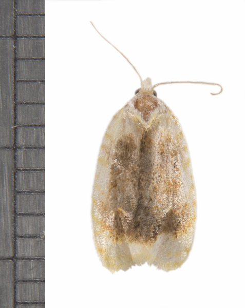 Acleris