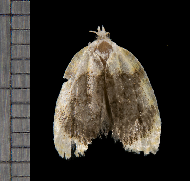 Acleris