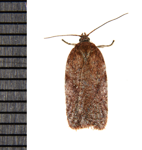 Acleris