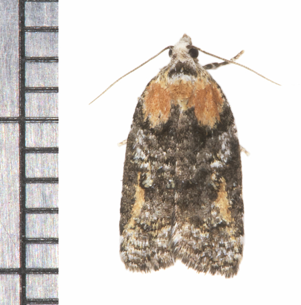 Acleris