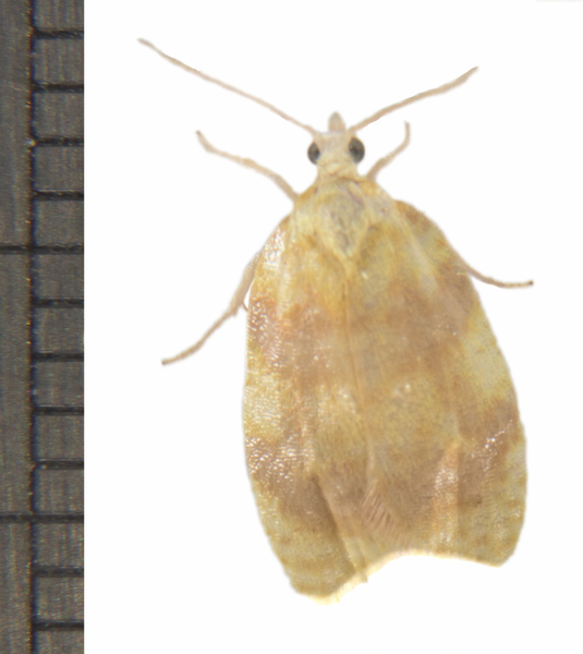 Acleris