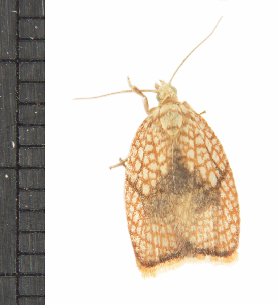 Acleris2153