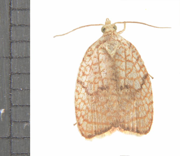 Acleris