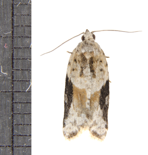 Acleris3366