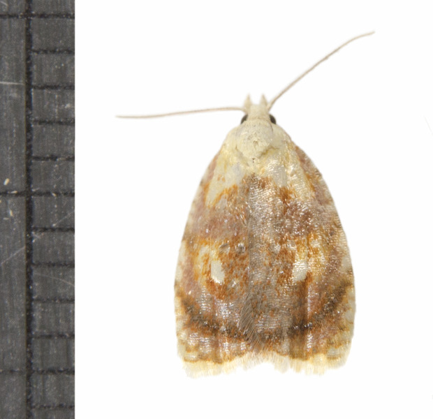 Acleris4500