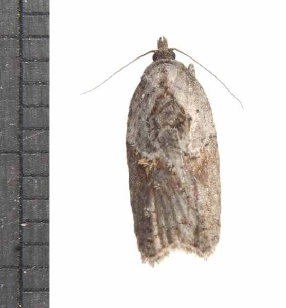 Acleris