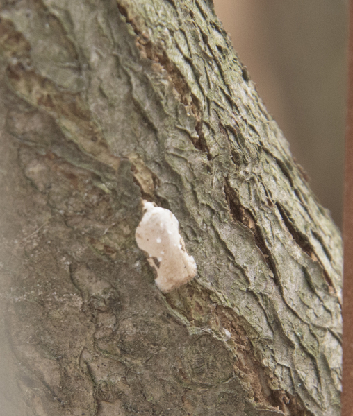 Acleris