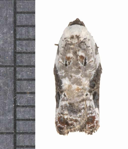 Acleris