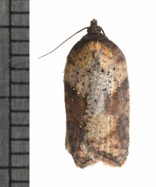 Acleris