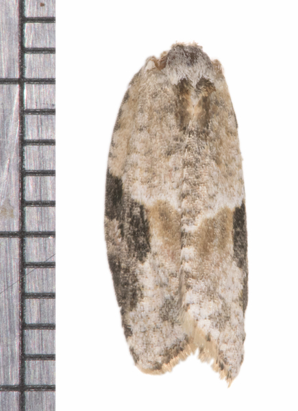 Acleris