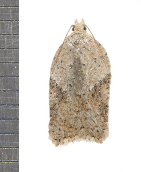 Acleris