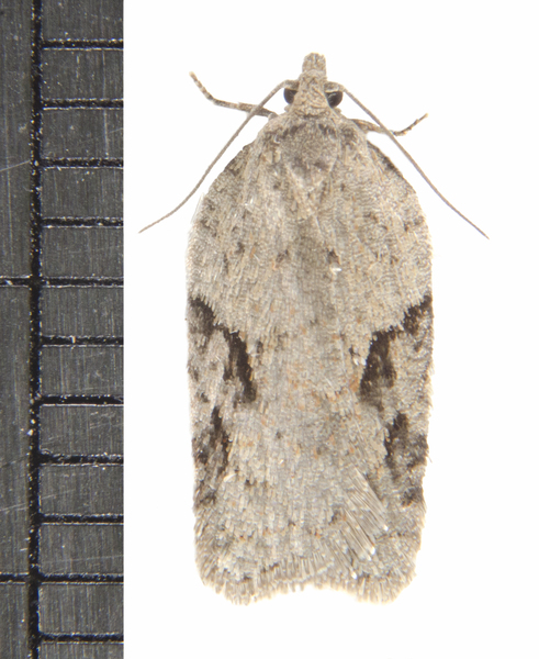 Acleris