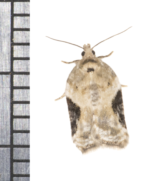 Acleris