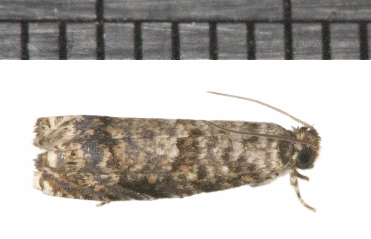 Photo of Episimus argutana