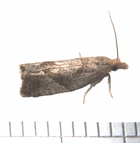 Eucosma3437