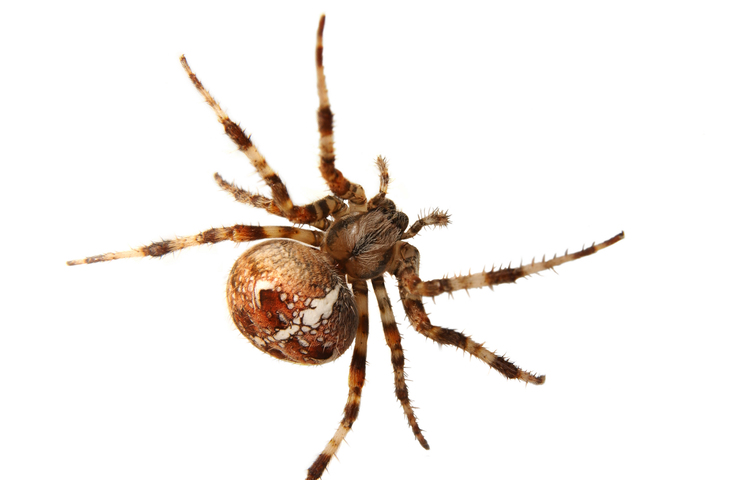 Photo of Araneus diadematus