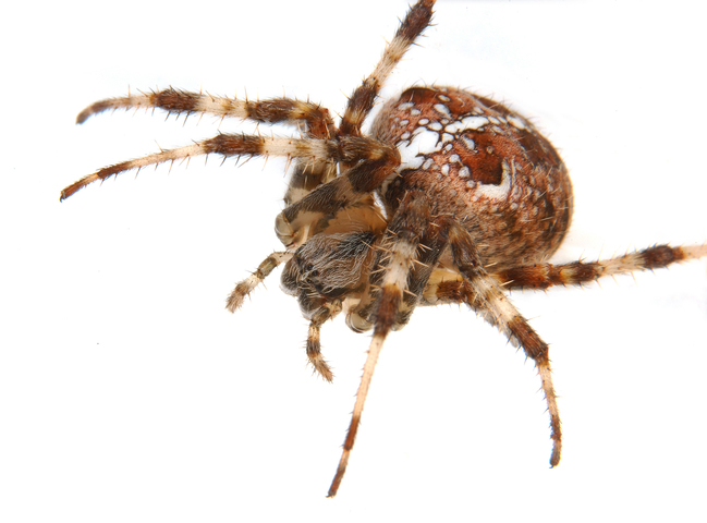 Photo of Araneus diadematus