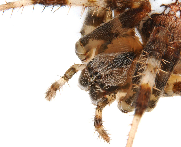 Photo of Araneus diadematus