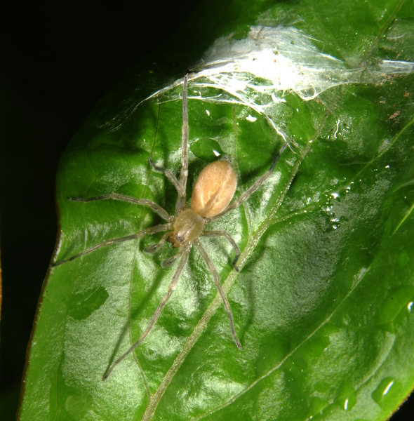 Arachnida