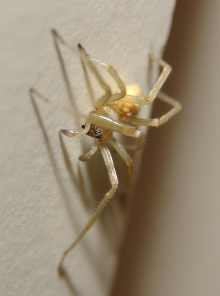 Arachnida