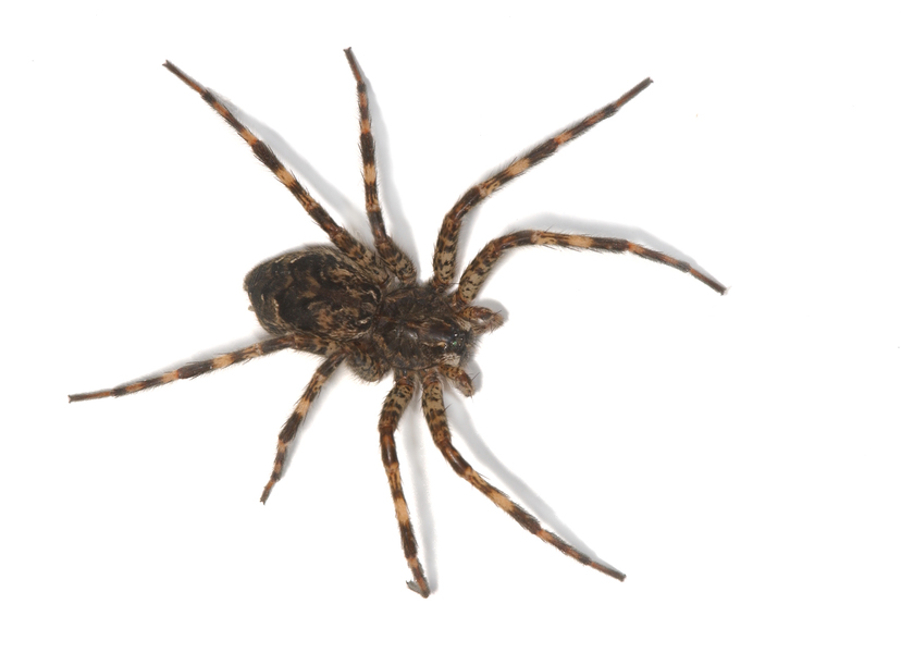 Dolomedes