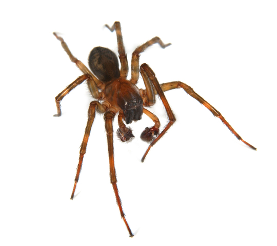 Photo of Gnaphosidae