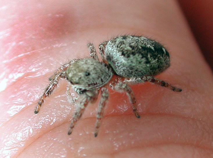 Arachnida