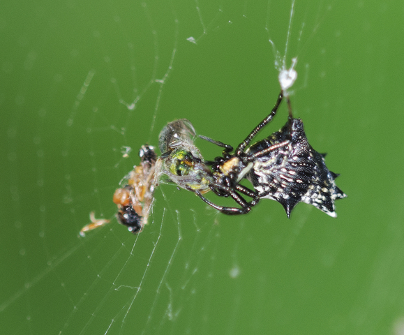 Photo of Micrathena