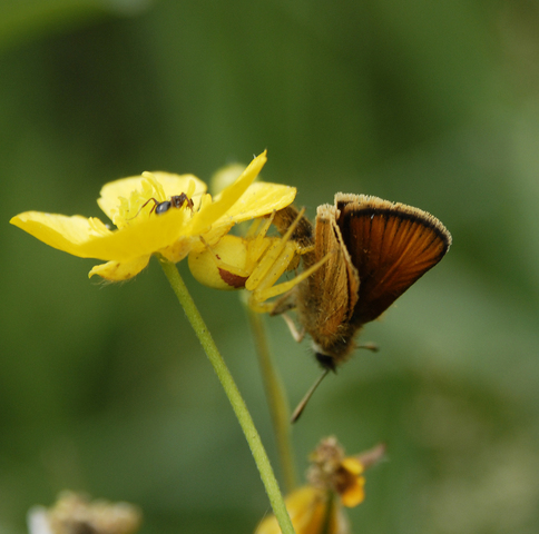 Photo of Misumena vatia