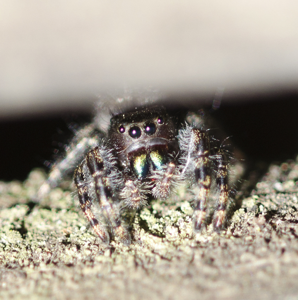 Salticidae