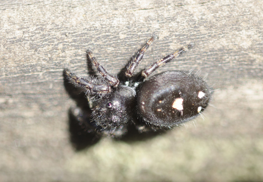 Salticidae