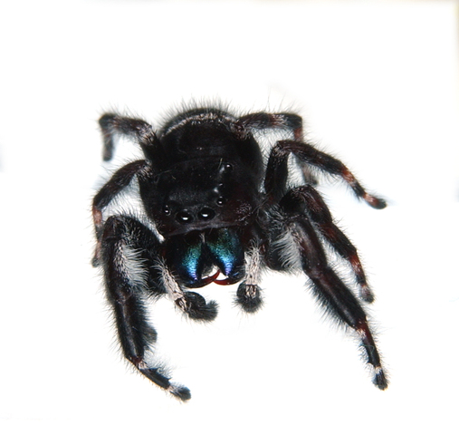 Photo of Phidippus audax