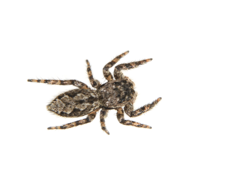 Salticidae