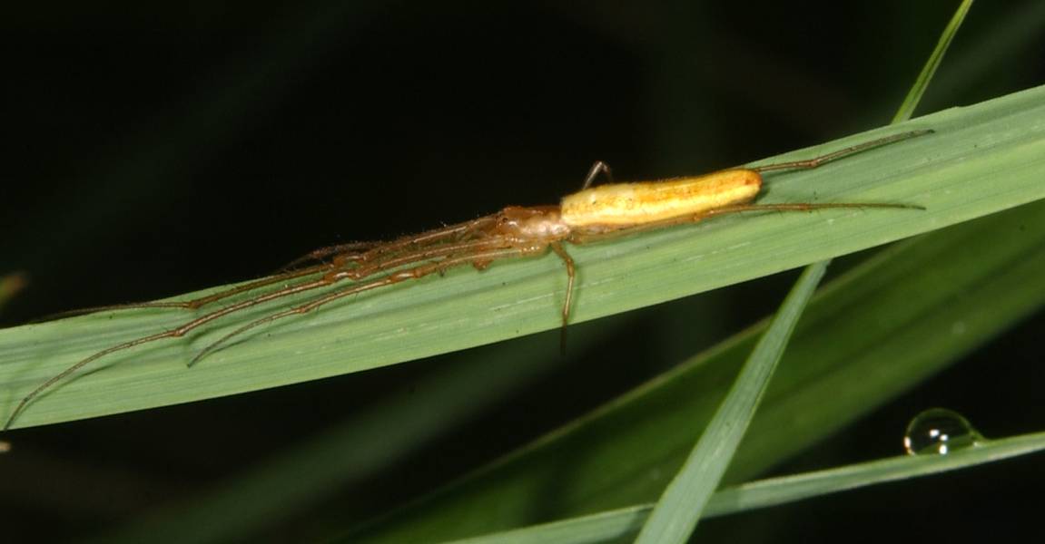 Ecdysozoa