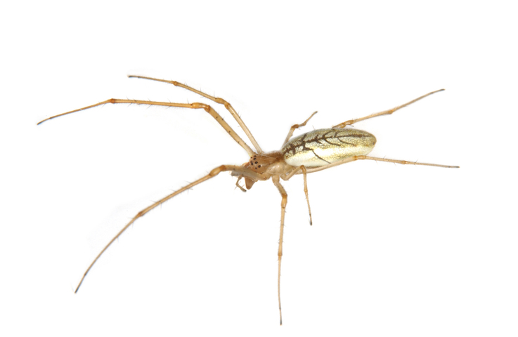 Photo of Tetragnatha laboriosa