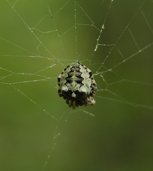 Araneae