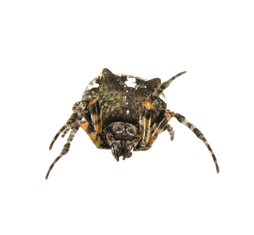 Photo of Araneus bicentenarius