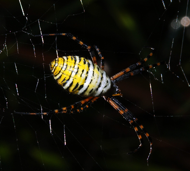 Argiope