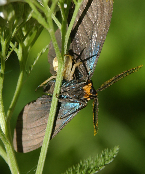 Arachnida