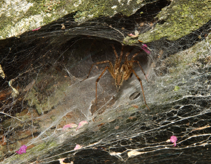 Araneae