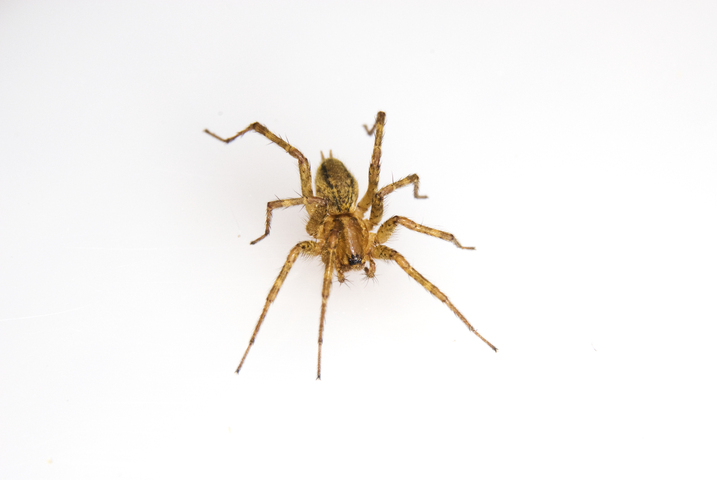 Photo of Gnaphosidae