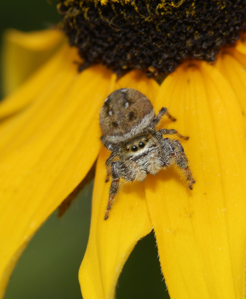 Salticidae