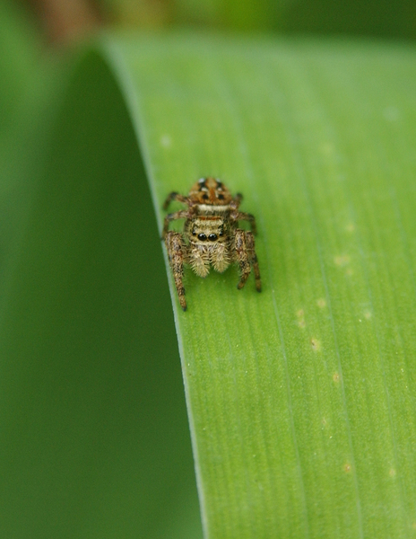 Salticidae