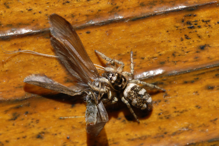 Photo of Salticus scenicus