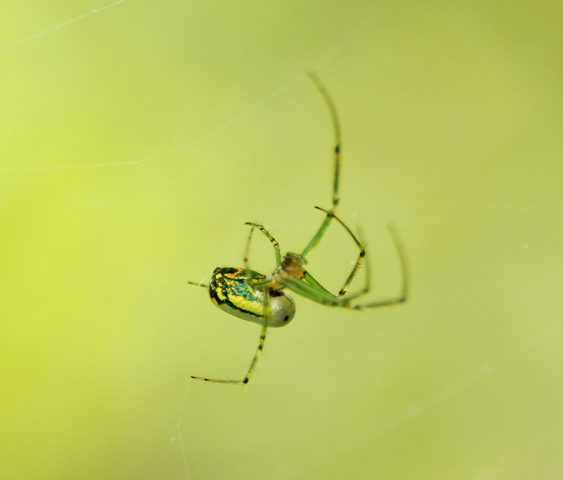 Photo of Leucauge