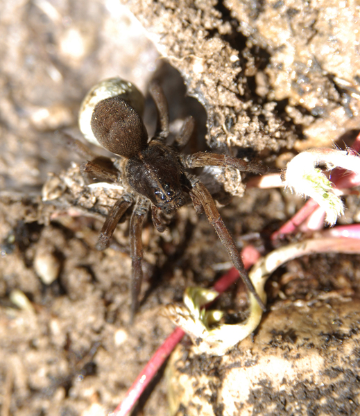 Araneae