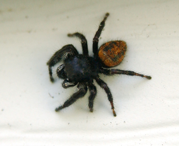 Arachnida