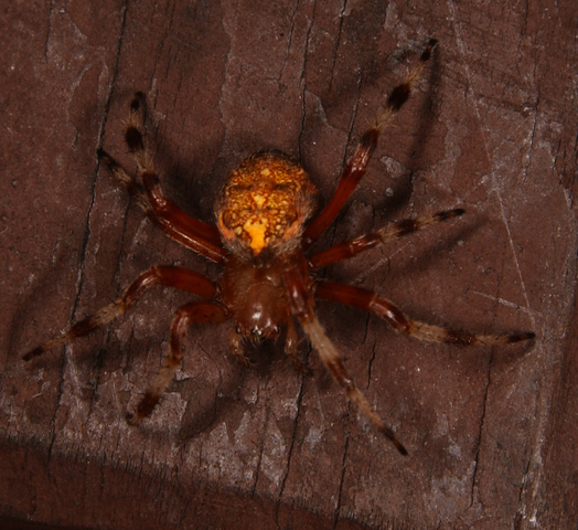 Photo of Araneus marmoreus