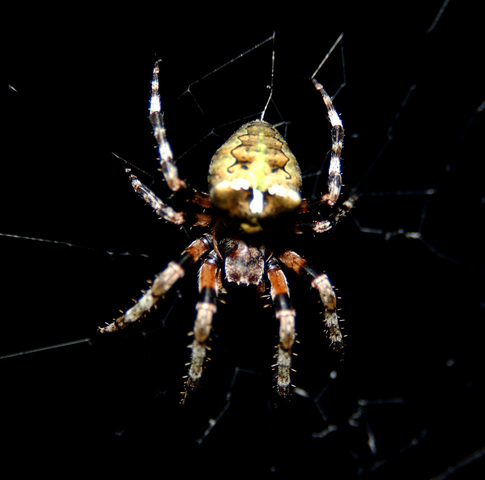 Photo of Araneus