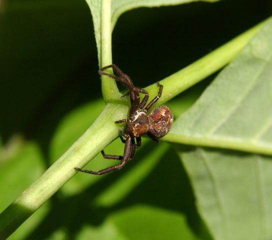 Photo of Thomisidae